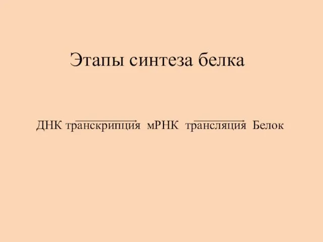 ДНК транскрипция мРНК трансляция Белок Этапы синтеза белка