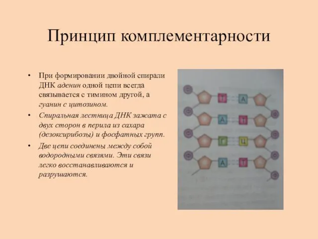 Принцип комплементарности При формировании двойной спирали ДНК аденин одной цепи