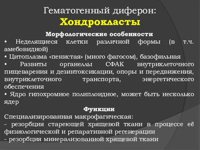 Гематогенный диферон: Хондрокласты Морфологические особенности • Неделящиеся клетки различной формы