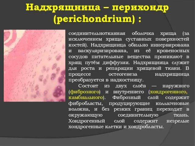 Надхрящница – перихондр (perichondrium) : соединительнотканная оболочка хряща (за исключением