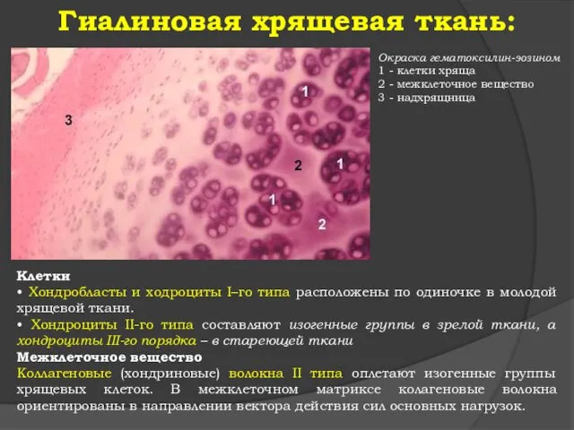 Гиалиновая хрящевая ткань: Окраска гематоксилин-эозином 1 - клетки хряща 2