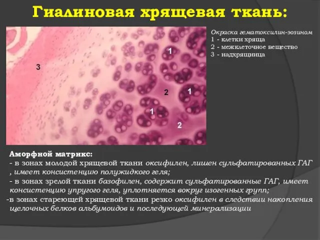 Гиалиновая хрящевая ткань: Окраска гематоксилин-эозином 1 - клетки хряща 2