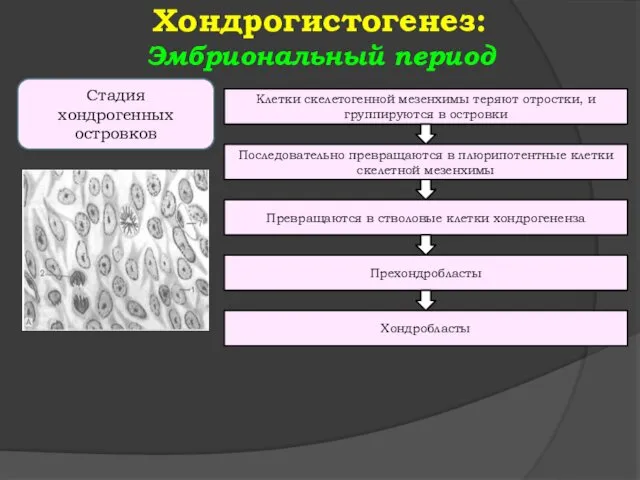 Хондрогистогенез: Эмбриональный период Стадия хондрогенных островков Клетки скелетогенной мезенхимы теряют