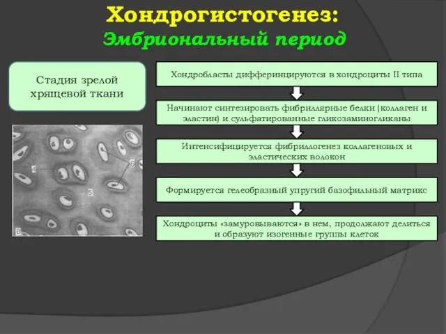 Хондрогистогенез: Эмбриональный период Стадия зрелой хрящевой ткани Хондробласты дифферинцируются в