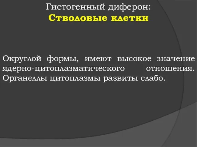 Гистогенный диферон: Стволовые клетки Округлой формы, имеют высокое значение ядерно-цитоплазматического отношения. Органеллы цитоплазмы развиты слабо.