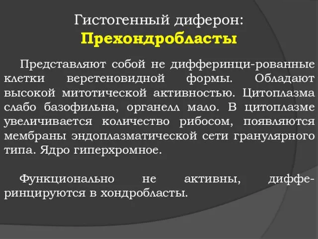 Гистогенный диферон: Прехондробласты Представляют собой не дифферинци-рованные клетки веретеновидной формы.