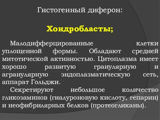 Гистогенный диферон: Хондробласты; Малодифферцированные клетки уплощенной формы. Обладают средней митотической