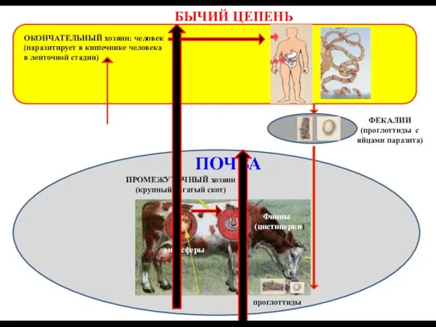 БЫЧИЙ ЦЕПЕНЬ проглаттиды ФЕКАЛИИ (проглоттиды с яйцами паразита) ПОЧВА ПРОМЕЖУТОЧНЫЙ