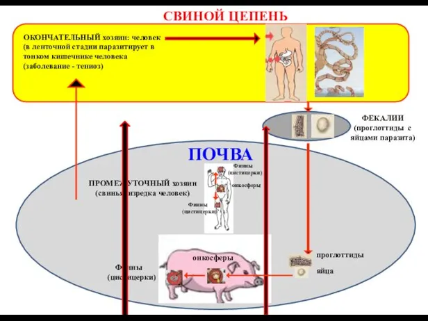 СВИНОЙ ЦЕПЕНЬ ФЕКАЛИИ (проглоттиды с яйцами паразита) ПОЧВА ПРОМЕЖУТОЧНЫЙ хозяин (свинья, изредка человек)