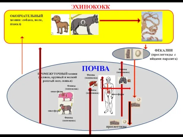 ЭХИНОКОКК ФЕКАЛИИ (проглоттиды с яйцами паразита) ПОЧВА ПРОМЕЖУТОЧНЫЙ хозяин (человек,
