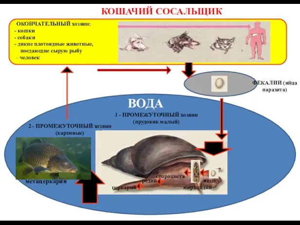 КОШАЧИЙ СОСАЛЬЩИК ОКОНЧАТЕЛЬНЫЙ хозяин: кошки собаки дикие плотоядные животные, поедающие