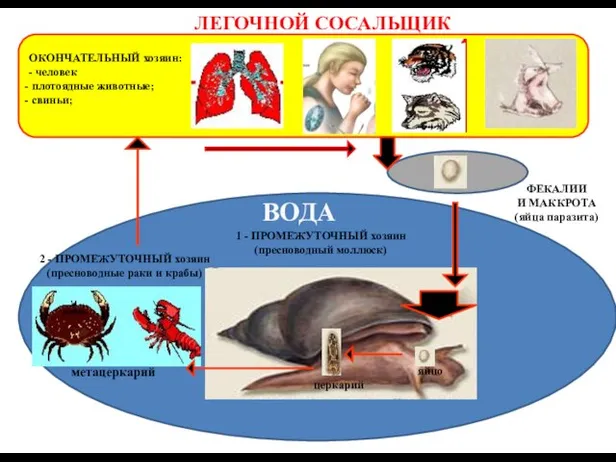 ЛЕГОЧНОЙ СОСАЛЬЩИК ФЕКАЛИИ И МАККРОТА (яйца паразита) ВОДА яйцо 1 - ПРОМЕЖУТОЧНЫЙ хозяин