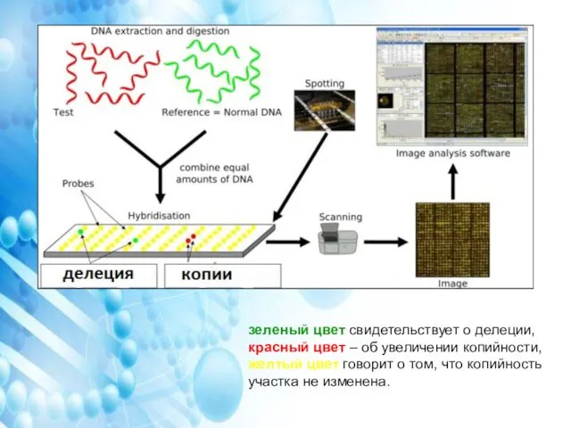 зеленый цвет свидетельствует о делеции, красный цвет – об увеличении