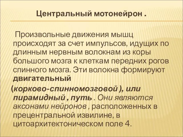 Центральный мотонейрон . Произвольные движения мышц происходят за счет импульсов,