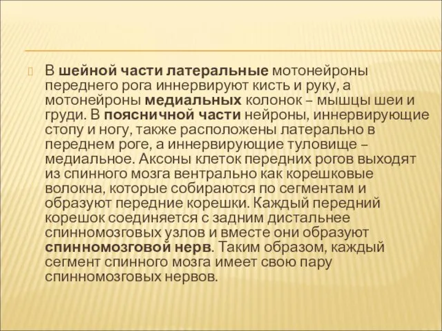 В шейной части латеральные мотонейроны переднего рога иннервируют кисть и