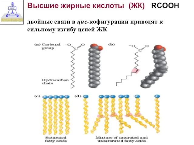 Высшие жирные кислоты (ЖК) RCOOH двойные связи в цис-кофигурации приводят к сильному изгибу цепей ЖК