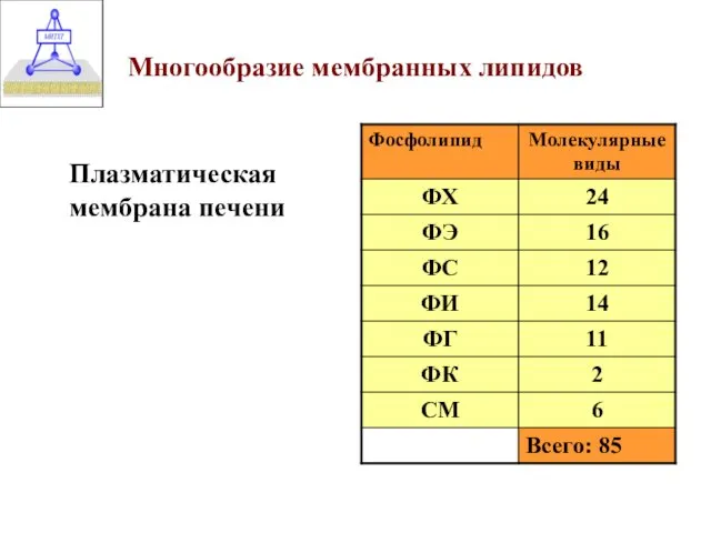 Многообразие мембранных липидов Плазматическая мембрана печени