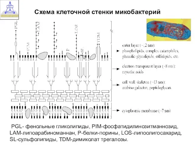 Схема клеточной стенки микобактерий PGL- фенольные гликолипиды, РIM-фосфатидилинозитманнозид, LAM-липоарабиноманнан, Р-белки-порины, LOS-липоолигосахарид, SL-сульфолипиды, TDM-димиколат трегалозы.