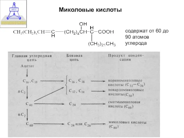 Миколовые кислоты содержат от 60 до 90 атомов углерода