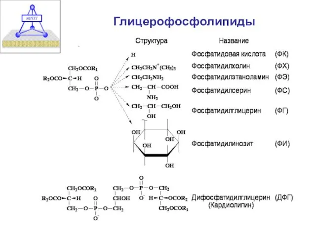 Глицерофосфолипиды