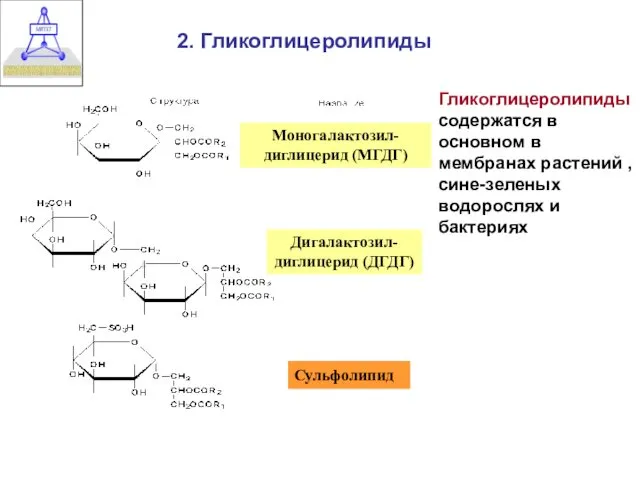 2. Гликоглицеролипиды Моногалактозил- диглицерид (МГДГ) Дигалактозил- диглицерид (ДГДГ) Сульфолипид Гликоглицеролипиды