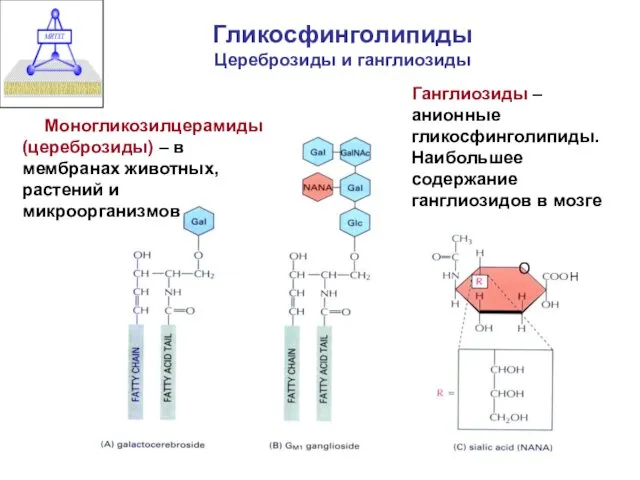 Гликосфинголипиды Цереброзиды и ганглиозиды Моногликозилцерамиды (цереброзиды) – в мембранах животных,