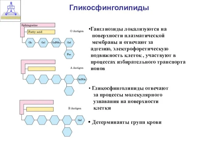 Гликосфинголипиды Ганглиозиды локализуются на поверхности плазматической мембраны и отвечают за