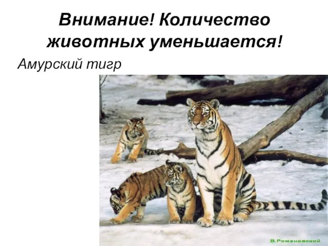 Внимание! Количество животных уменьшается! Амурский тигр