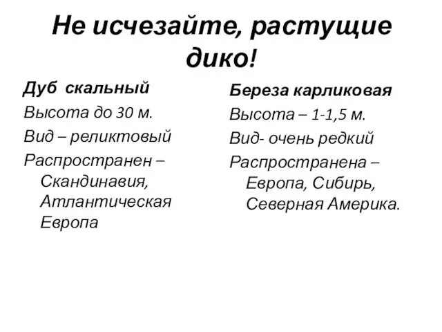 Не исчезайте, растущие дико! Дуб скальный Высота до 30 м.