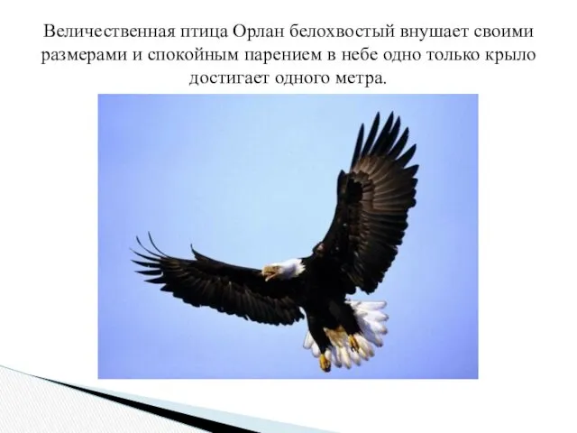 Величественная птица Орлан белохвостый внушает своими размерами и спокойным парением