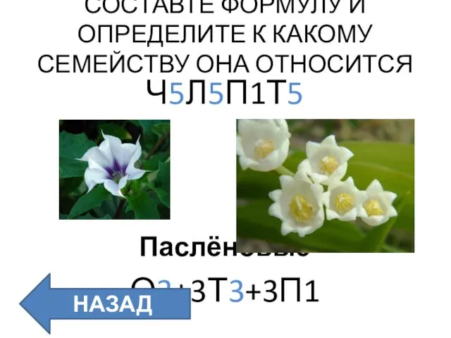 СОСТАВТЕ ФОРМУЛУ И ОПРЕДЕЛИТЕ К КАКОМУ СЕМЕЙСТВУ ОНА ОТНОСИТСЯ Ч5Л5П1Т5 Паслёновые О3+3Т3+3П1 Лилейные НАЗАД