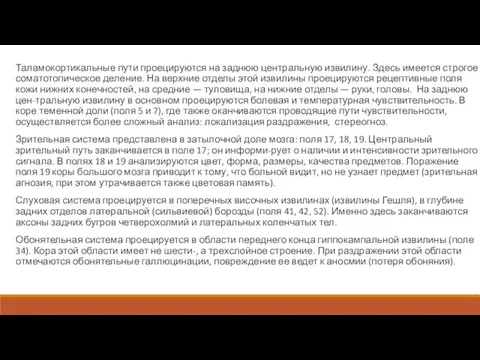 Таламокортикальные пути проецируются на заднюю центральную извилину. Здесь имеется строгое