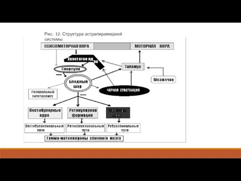 Рис. 12. Структура эстрапирамидной системы