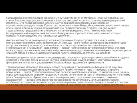 Пирамидная система (кортико-спинальный путь) начинается от моторных (крупных пирамидных) клеток