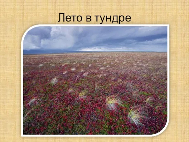 Лето в тундре