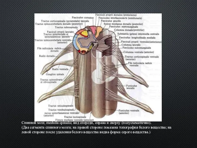 Спинной мозг, medulla spinalis; вид спереди, справа и сверху (полусхематично).