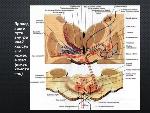 Проводящие пути внутренней капсулы и ножек мозга (полусхематично).