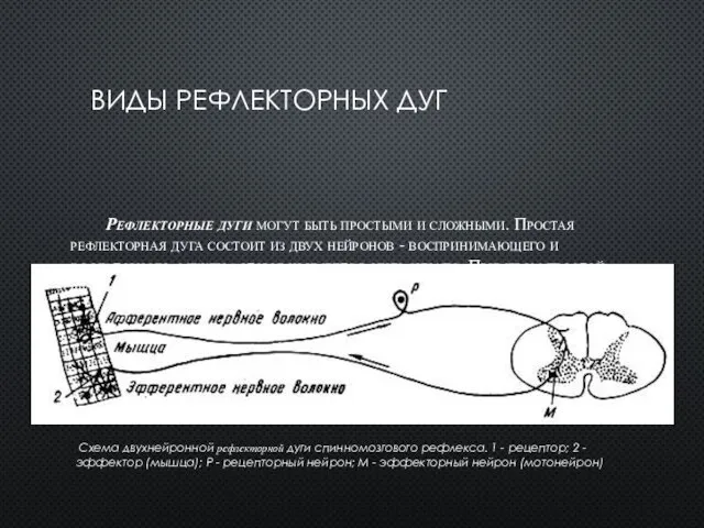 ВИДЫ РЕФЛЕКТОРНЫХ ДУГ Рефлекторные дуги могут быть простыми и сложными.