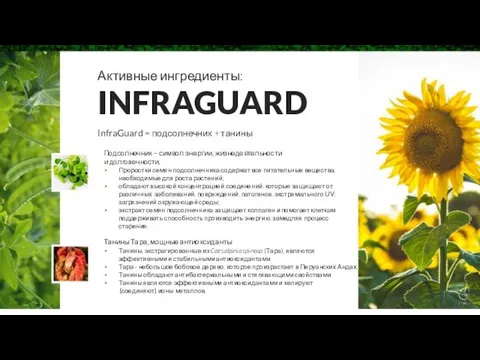 Активные ингредиенты: INFRAGUARD InfraGuard = подсолнечник + танины Подсолнечник –