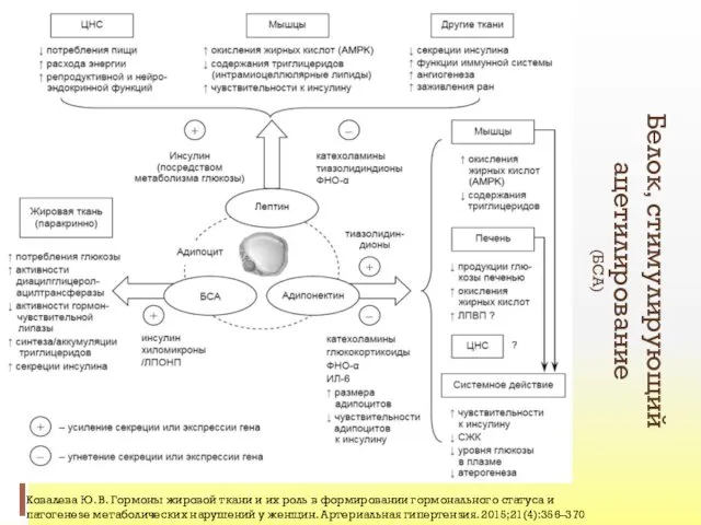 Белок, стимулирующий ацетилирование (БСА) Ковалева Ю. В. Гормоны жировой ткани