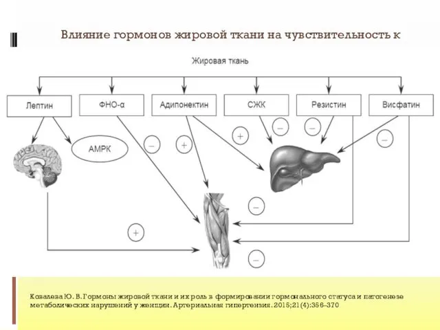 Влияние гормонов жировой ткани на чувствительность к инсулину Ковалева Ю.