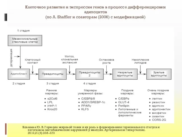 Клеточное развитие и экспрессия генов в процессе дифференцировки адипоцитов (по