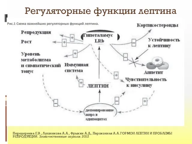 Регуляторные функции лептина Передереева Е.В., Лушникова А.А., Фрыкин А.Д., Пароконная