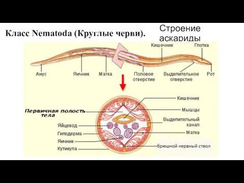 Строение аскариды Класс Nematoda (Круглые черви).