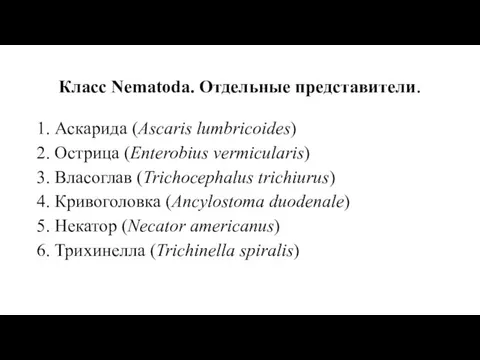 Класс Nematoda. Отдельные представители. 1. Аскaрида (Ascaris lumbricoides) 2. Острица