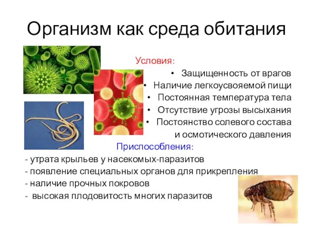 Организм как среда обитания Условия: Защищенность от врагов Наличие легкоусвояемой