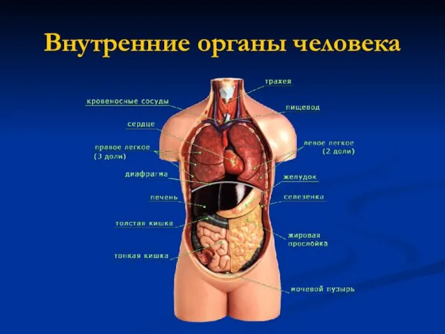 Внутренние органы человека