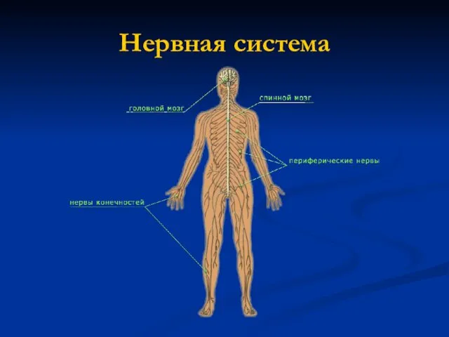 Нервная система