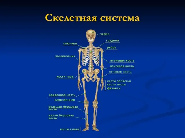 Скелетная система