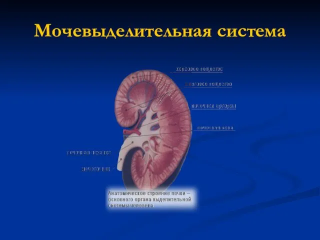 Мочевыделительная система